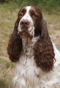 English Springer Spaniel