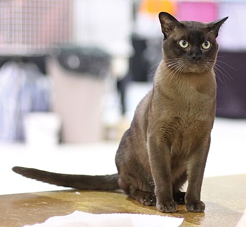 European Burmese