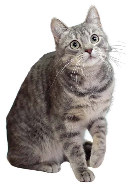 European Shorthair