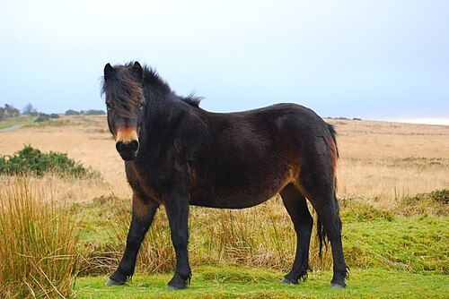 Exmoor pony