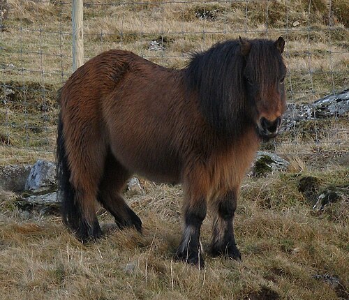 Faroe pony