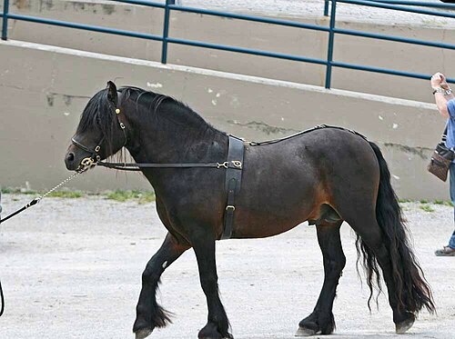 Fell pony