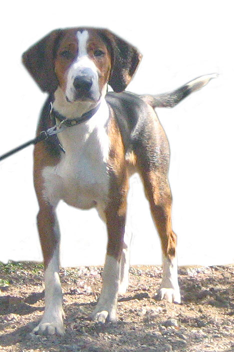 Finnish Hound