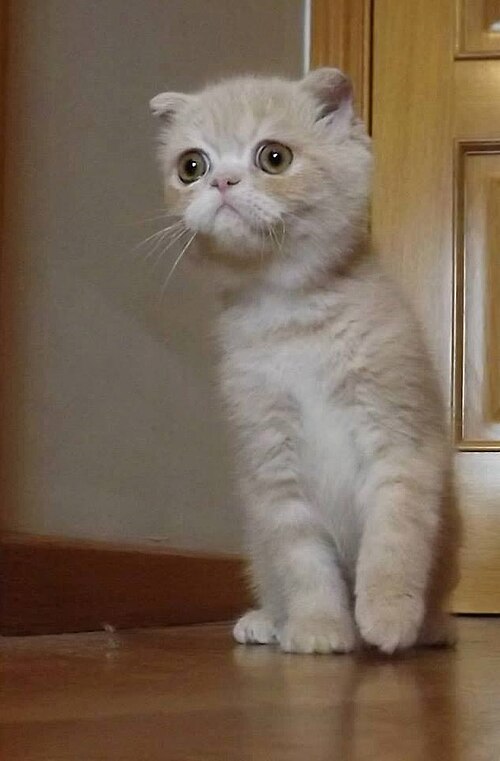 FoldEx cat