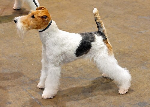 Fox Terrier