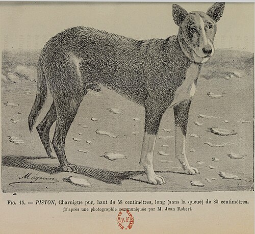 French Charnaigre Dog