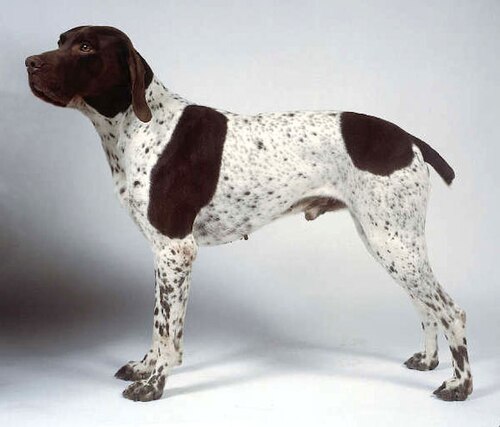 French Pointing Dog Gascogne Type