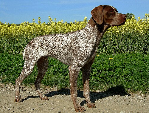 French Pointing Dog - Pyrenean type