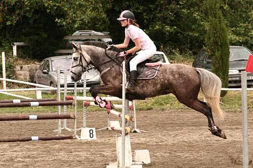French Saddle Pony