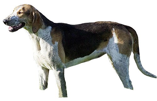 French Tricolour Hound