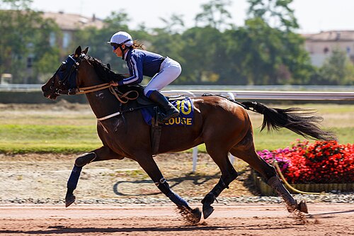 French Trotter
