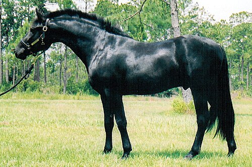 Friesian Sporthorse