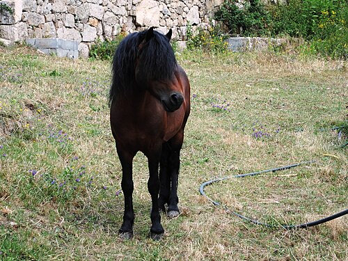 Galician Pony