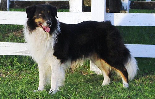 Gaucho sheepdog