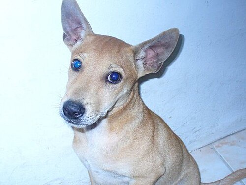 Gegar