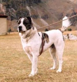 Georgian Shepherd