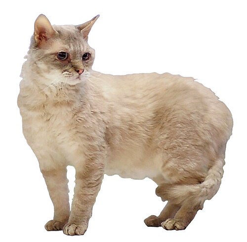 German Rex