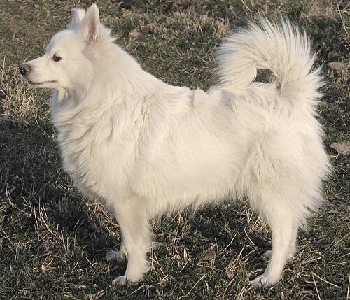 German Spitz