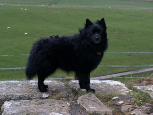 German Spitz Mittel