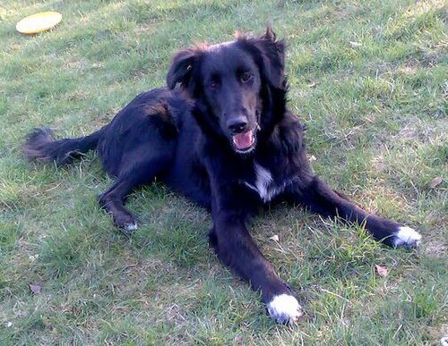 Gollie