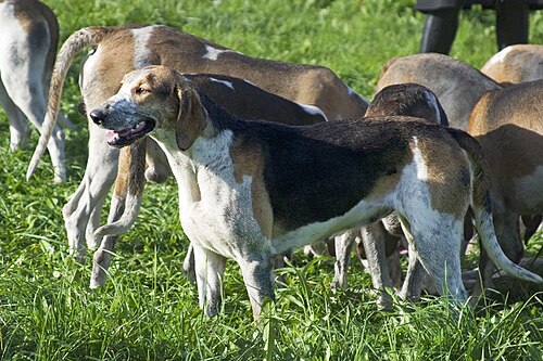 Great Anglo-French Tricolour Hound