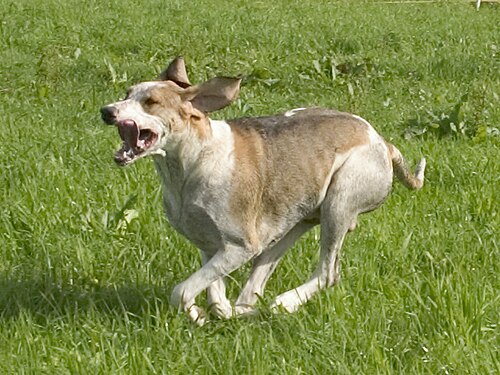 Great Anglo-French White and Orange Hound