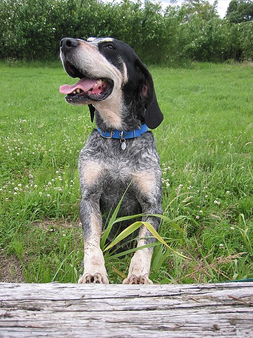 Great Gascony Blue