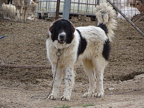 Greek Shepherd