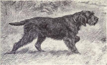 Griffon à poil laineux