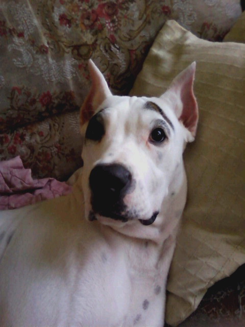 Guatemalan Dogo