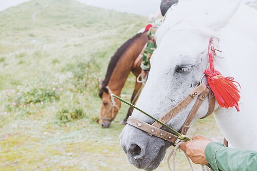 Guizhou pony
