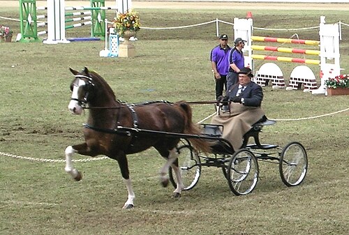 Hackney horse