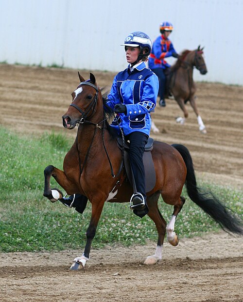 Hackney pony