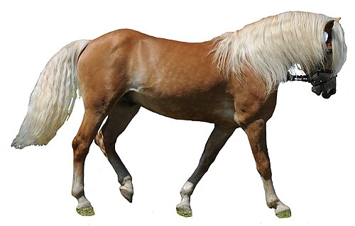 Haflinger