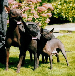 hairless dog