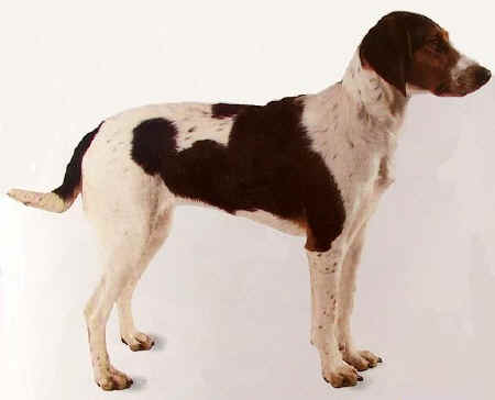 Halden Hound