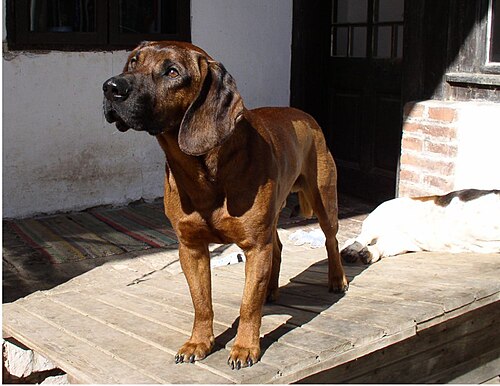 Hanover Hound