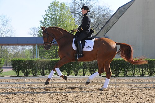 Hanoverian horse