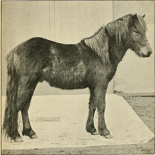 Hebridean pony