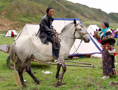 Hequ horse