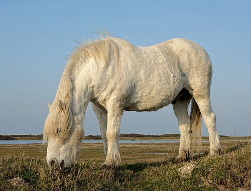 Highland pony