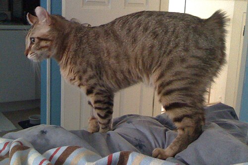 Highlander cat