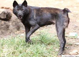 Hmong bobtail dog