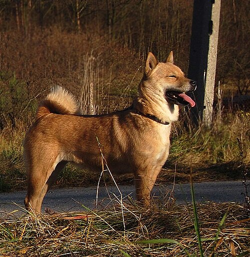 Hokkaido inu