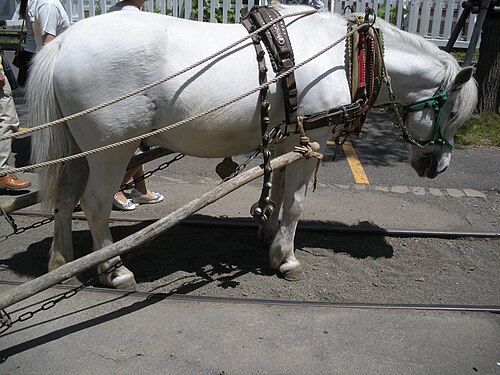 Hokkaido Pony