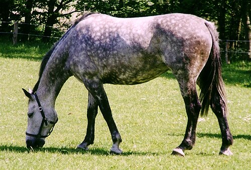 Holsteiner horse
