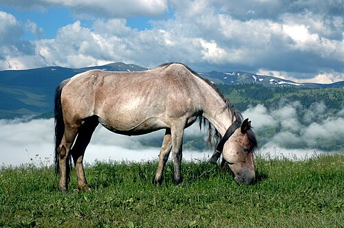 Hucul pony