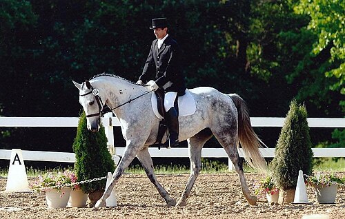 Hungarian Sport Horse