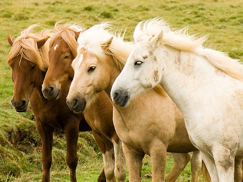Icelandic horse