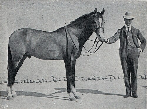 Iomud